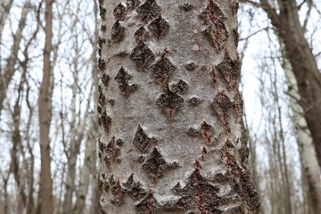 Birch bark close up