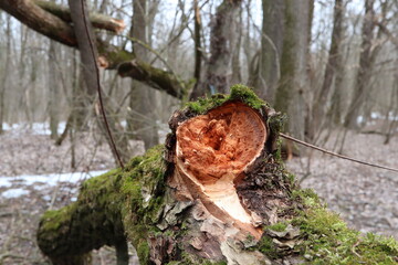 Broken branch in the forest
