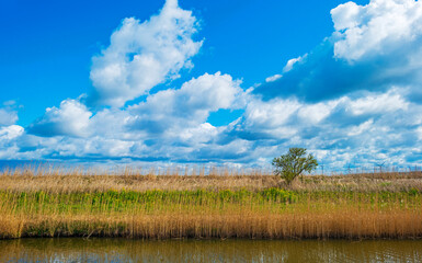 Reed along the edge of a canal in an agricultural field in bright sunlight below a blue cloudy sky...