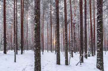 A ray of sunshine breaks through the pine forest. A winter forest at dawn. Russia, Republic of Karelia