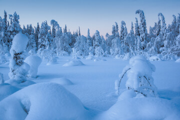 Winter arctic landscape. Winter polar forest. Trees covered with snow in Paanajärvi National Park. Russia, Republic of Karelia