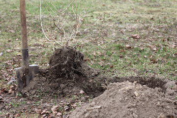 Viburnum bush and shovel next to a dug pit in the garden in spring. decorative garden decoration