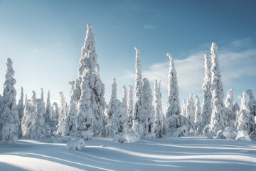 A fabulous winter forest in Paanajärvi National Park. The snow sparkles in the sunlight. Trees covered in snow against the blue sky.