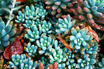 Pianta grassa - Macro