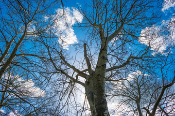 Canopy of deciduous trees below grey white cumulus clouds in a blue sky in bright sunlight in spring, Almere, Flevoland, The Netherlands, April 13, 2021