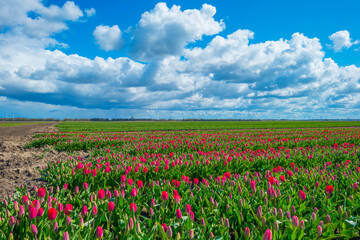 Fototapeta na wymiar Colorful tulips in an agricultural field in sunlight below a blue cloudy sky in spring, Almere, Flevoland, The Netherlands, April 13, 2021