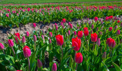 Colorful tulips in an agricultural field in sunlight below a blue cloudy sky in spring, Almere, Flevoland, The Netherlands, April 13, 2021