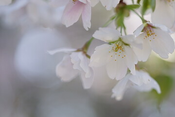 大島桜のアップ(1)