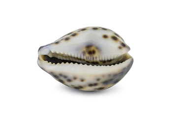 Seashell Cypraea tigris isolated on white background.