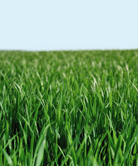 Green grass background