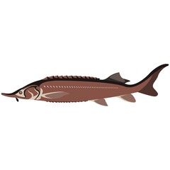 Obraz premium Vector fish sterlet freshwater species illustration on white