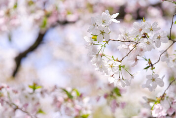 咲きほこる大島桜(1)