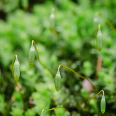 MOSS SPORES - Blooming green plant in early spring 
