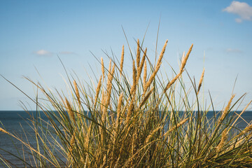 Grasses on sand dunes next to the sea