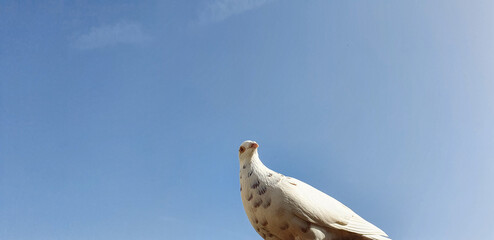Bonn Germany April 2021 white albino pigeon sits on the roof and interacts trustingly    