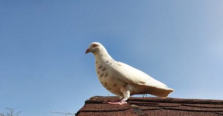 Bonn Germany April 2021 white albino pigeon sits on the roof and interacts trustingly    