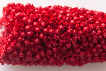 The dried flower is red with pimples. Close-up.