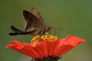 Long-tailed Skipper Butterfly