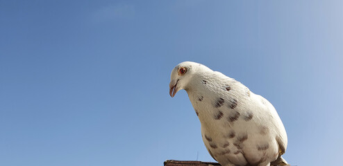 Bonn Germany April 2021 white albino pigeon sits on the roof and interacts trustingly    