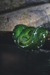 Serpent dans l'arbre