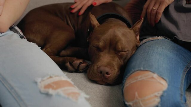 Women petting sleeping american pit bull terrier sitting on couch