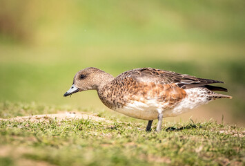 duck in the grass