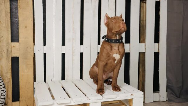 Brown american pit bull terrier sitting and looking around in studio