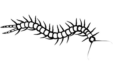 Black and white drawing of centipede. Scolopendra is crawling. Vector illustration
