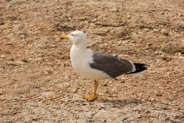 seagull standing on sandy ground