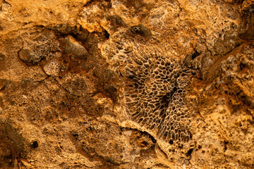 Texture of yellow rocky rock with imprint from coral and seashells. Natural background