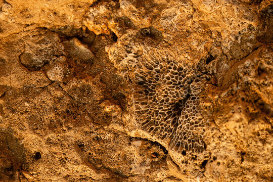 Texture of yellow rocky rock with imprint from coral and seashells. Natural background