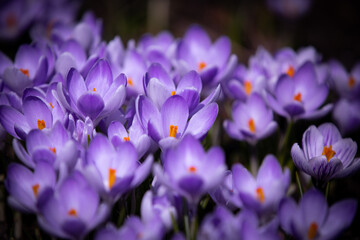 Сrocus-spring flowers in the garden