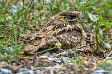 Indian Nightjar Much smaller The white stripes on the wings and tail are slightly smaller. The white spots on the neck are quite round.