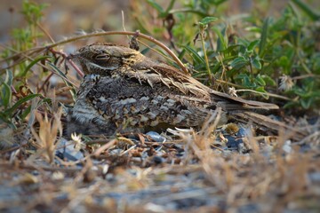 Indian Nightjar Much smaller The white stripes on the wings and tail are slightly smaller. The white spots on the neck are quite round.