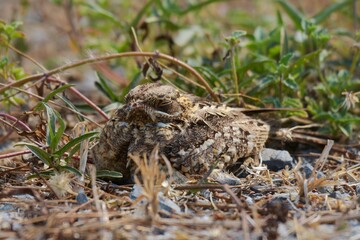 Indian Nightjar Much smaller The white stripes on the wings and tail are slightly smaller. The white spots on the neck are quite round.