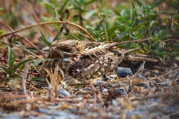 Indian Nightjar Much smaller The white stripes on the wings and tail are slightly smaller. The white spots on the neck are quite round.