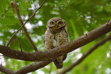 Spotted Owlet. Yellow eyes, wide eyebrows and white face, dark gray face, dark gray head and upper body. Scattered white spots Chest and flanks with dark gray and white stripes.