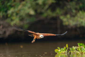 Black-collared Hawk (Busarellus nigricollis)