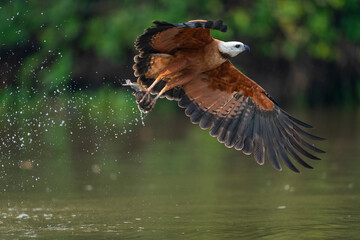 Fototapeta premium Black-collared Hawk (Busarellus nigricollis)