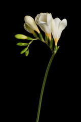 Freesia stem with white blooming flowers and buds isolated on black background.