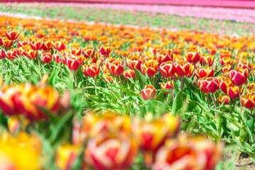 Colorful tulips Fields . colorful tulip flowers, red, yellow, white, orange, pink. 