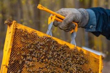 Beekeeper holding a bee frame with dedicated tool on forest background.