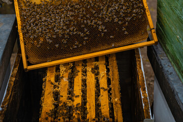 Bee frame with bees being held by beekeeper on top of other bee-frames and bee-hives. 