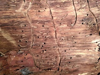 wood texture