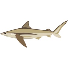 Vector bronze whale shark illustration isolated on white