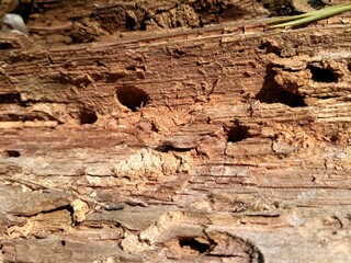 Wood texture