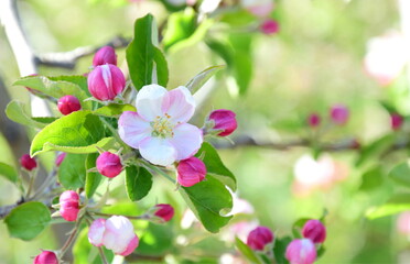 Naklejka na ściany i meble Weiße und pinke Apfelblüten im Sonnenlicht - Frühling in Südtirol - Lana bei Meran