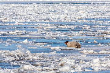 Winter landscape. Ice drift, seal Erignathus barbatus lies on the ice