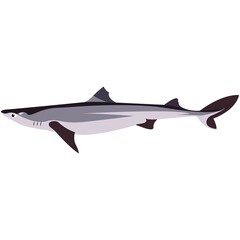 Fototapeta na wymiar Vector piked dogfish shark illustration isolated on white