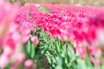 Colorful tulips Fields . colorful tulip flowers, red, yellow, white, orange, pink. 